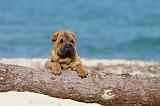 SHAR-PEI 146